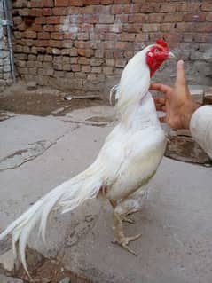 Heera