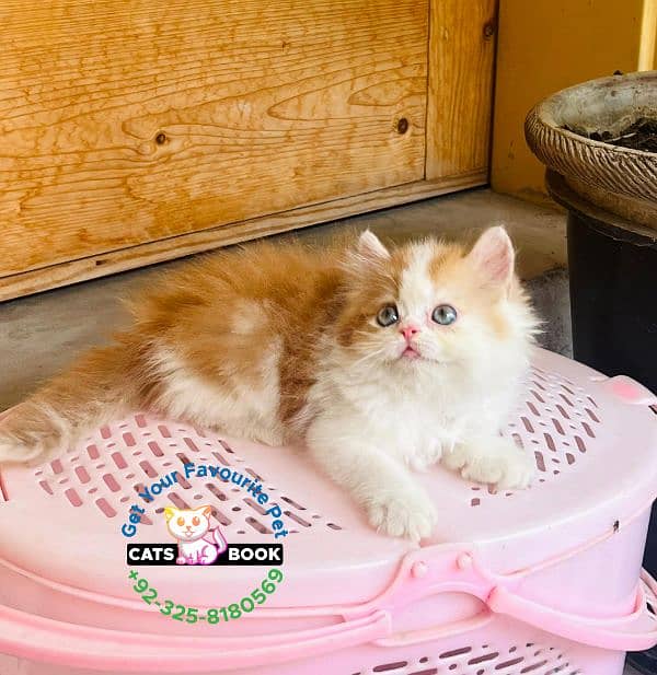 Persian Kittens |Orange White bi color|Triple Coated|Punch face|cat 1