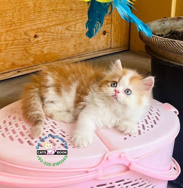 Persian Kittens |Orange White bi color|Triple Coated|Punch face|cat 0