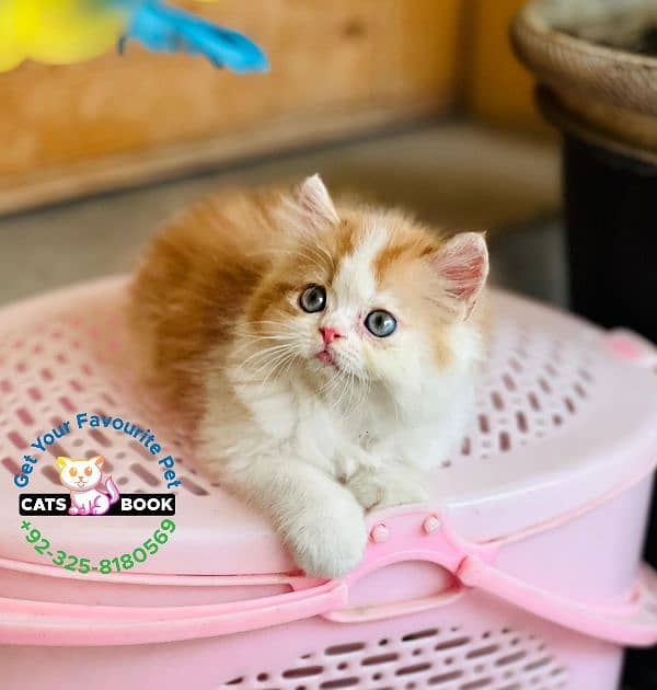 Persian Kittens |Orange White bi color|Triple Coated|Punch face|cat 3