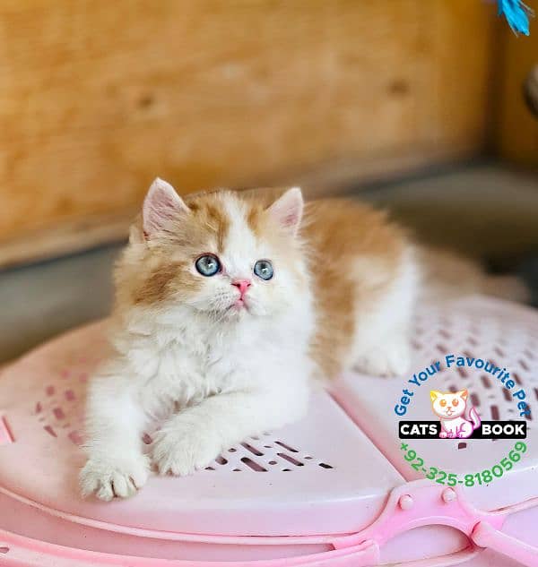 Persian Kittens |Orange White bi color|Triple Coated|Punch face|cat 4