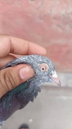 Kabotar Pigeon birds hens Desi