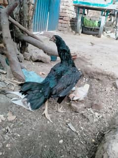 Aseel Female