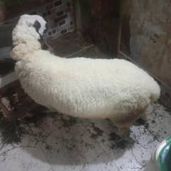 sheep