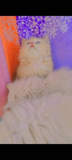Persian cats ( meow)
