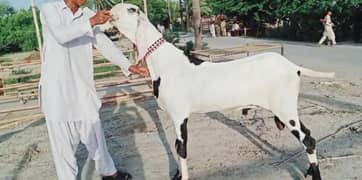 gulabi Bakra qurbani k liay for sale