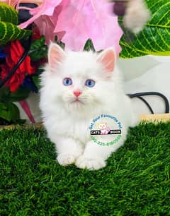 Persian