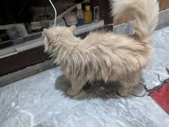 Punch Face Persian Cat for Sale
