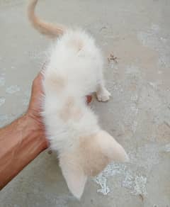 2 months age .  I have male and female cats . . female 15k and male 10k