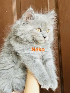 Adorable