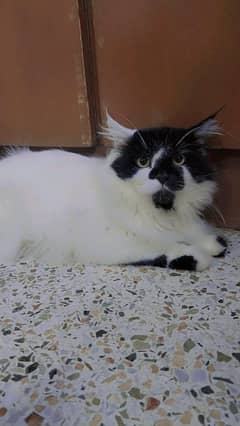 persian male cat