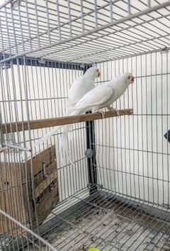white ringneck proven breader history pair