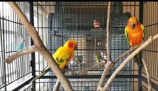 sunconor proven breader history pair location sheikhupura