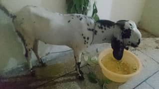 donda khasi bakra for eid sale