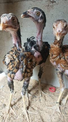 one chicks 1200 Rs Aseel chicks