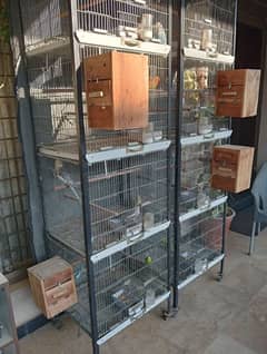 Love Birds Cocktail Budgies Set Up