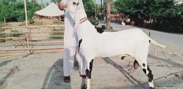 gulabi