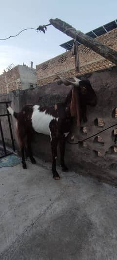 Qurbani ka leya Donday bakray for sale