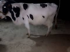 cow