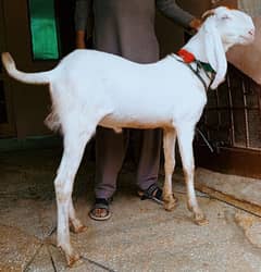 rajanpuri Bakra 2dant 03498200770