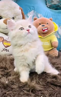 Persian kitten | triple long coated Kittens |  03406947464 WhatsApp