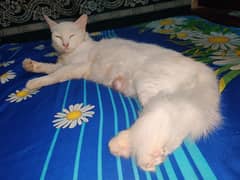 Cat with kittens