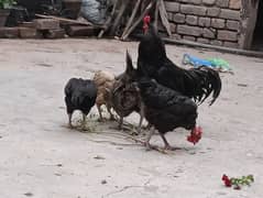 مرغیاں