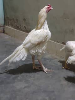heera aseel