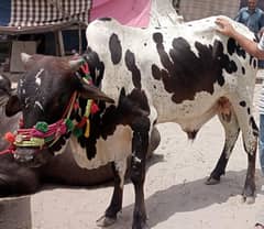 4+ Mn Beautiful Desi Wacha Urgent Sell