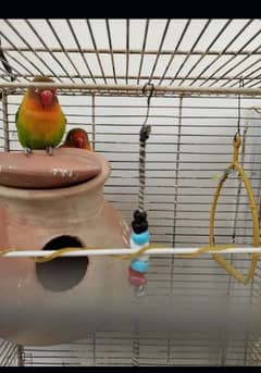 bird my Whatsapp 03288389369