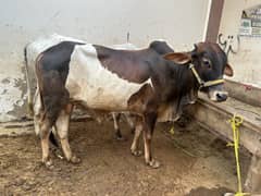 Cow