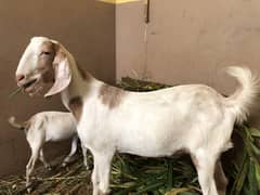 Qurbani