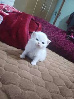 kitten foe sale  odd eyes