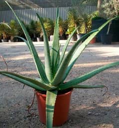 Aleovera plant