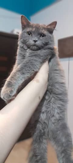 Persian