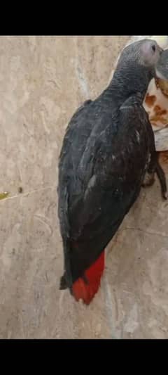 African grey parrot age 3 months 100% local breed