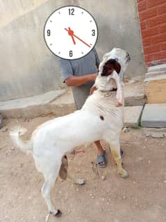 Ando Bakra