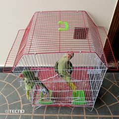 Kashmiri Raw Parrot Pair with Cage