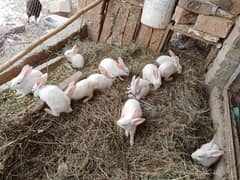 rabit for sale