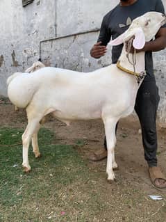 Turki Chakki Dumba /Bakra makhi cheena/qurbani/chahtry /بکرا/desi goat