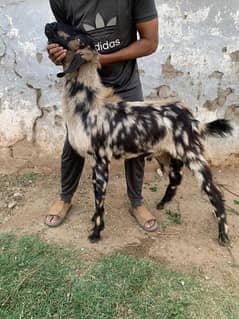 Sastay Bakray Turkish Chakki Dumba /qurbani /Sheep /بکرا/desi goat