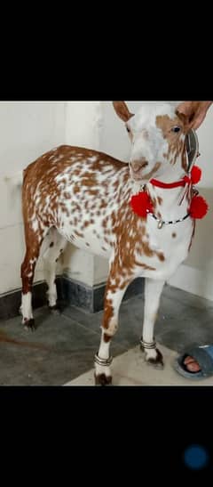 Vip Teddy Bakra
