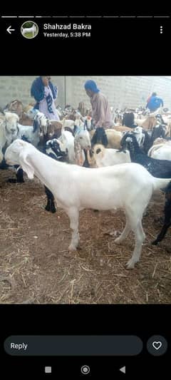Bakra available for sale 03028470271 Whatsapp