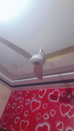 fan royal fans