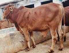 Cow/Buffalo/wacha/Qurbani/2
