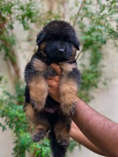 German Shepherd Long Coat Puppies