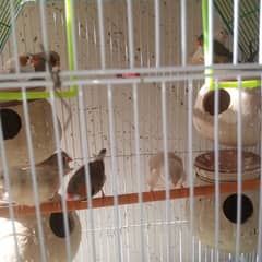 finches