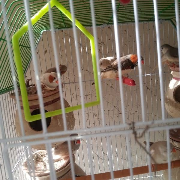 finches 4 pair available one pair price 2000 1
