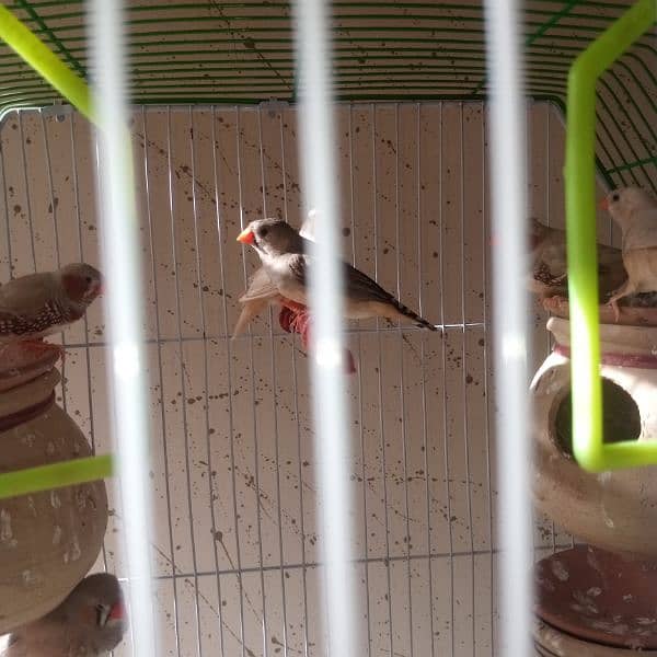 finches 4 pair available one pair price 2000 2