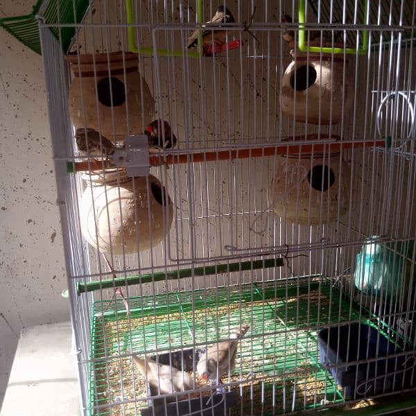 finches 4 pair available one pair price 2000 4
